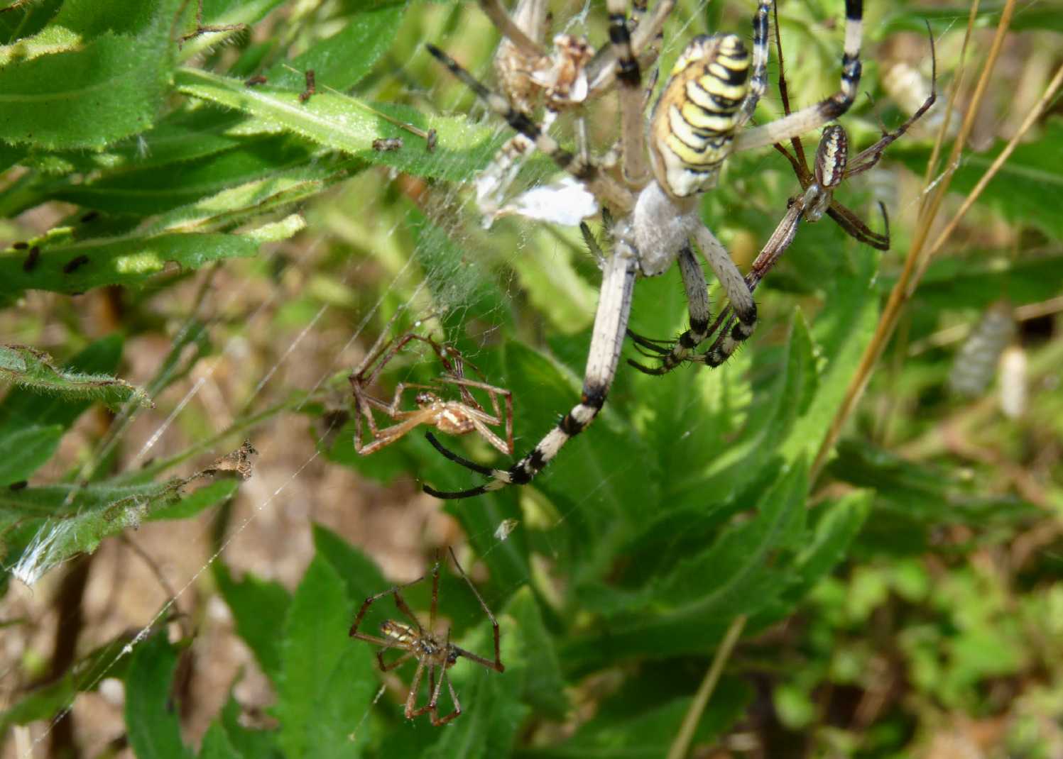 Argiope bruennichi: femmina pericolosa
